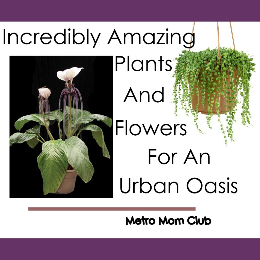 Amazing Plants-featured