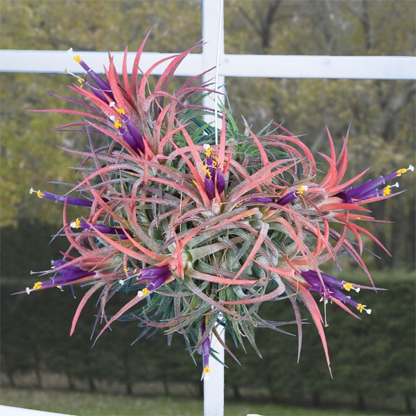 Awesome air plant