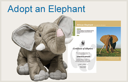 WWF elephant adoption Gifts That Feel Good to Give